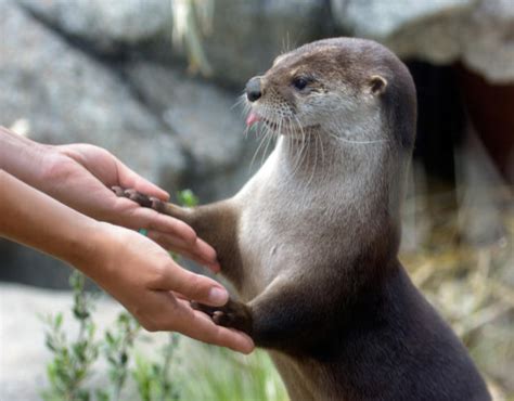 Immediate medical help is needed for any scratches or bites. Otter cafés and 'cute pets craze' fuel illegal trafficking ...