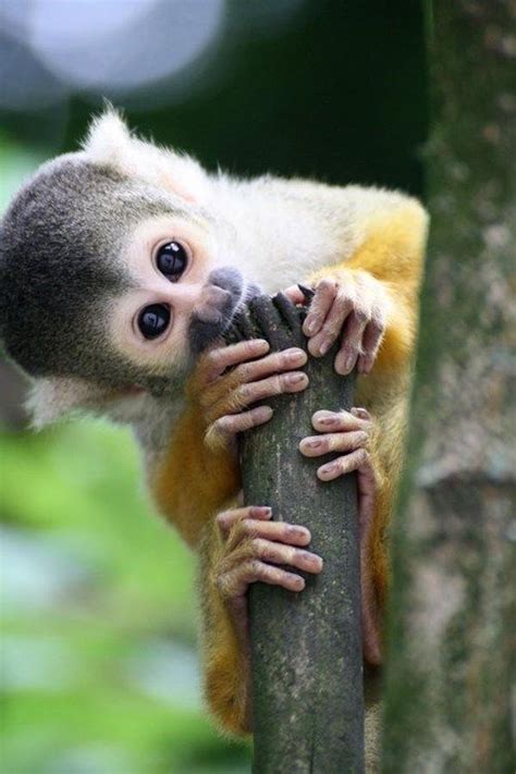 71 Best Images About Adorable Monkeys On Pinterest