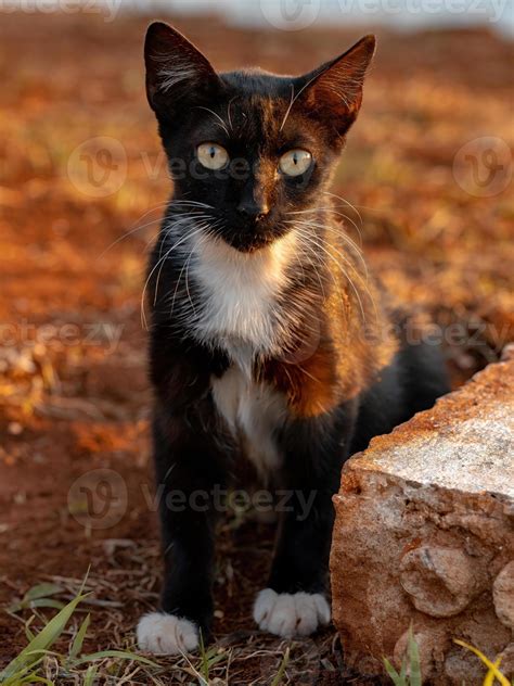 Black Young Feral Domestic Cat 4242590 Stock Photo At Vecteezy