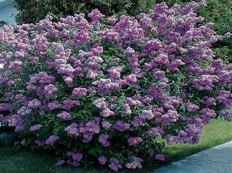 I have had it thrive in both full sun and part shade. full sun flowering shrubs florida | Picture Papers ...