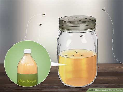 4 Ways To Get Rid Of Gnats Wikihow