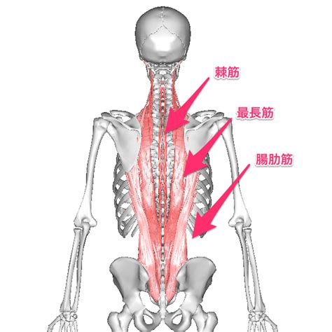姿勢保持に重要な「脊柱起立筋」を構成する9つの筋肉 Therapist Circle