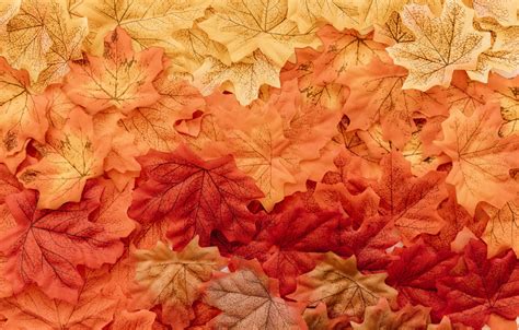 Wallpaper Autumn Leaves Background Colorful Background Autumn