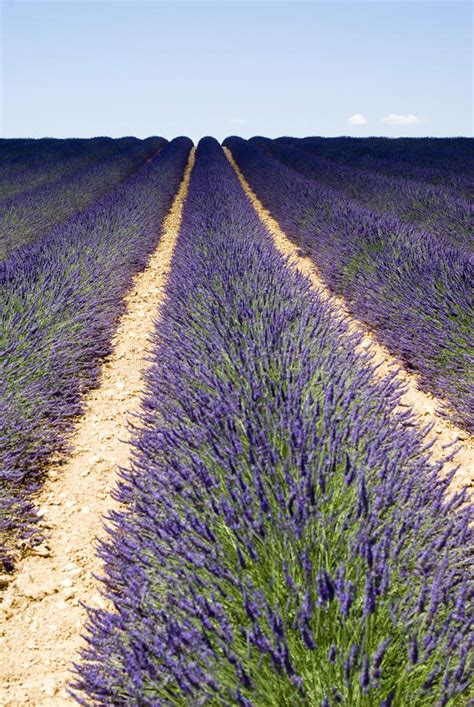Lavender Field In Valensole Stock Image Image Of Famous Cultivate