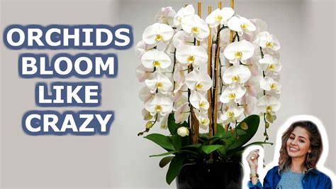 How To Get Your Orchids To Flower Sevilla Lanueva
