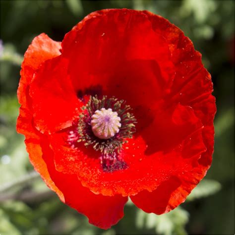 Annual And Biennial Seeds Papaver Rhoeas 10000 Premium Quality Seeds Red Poppy Flanders Common