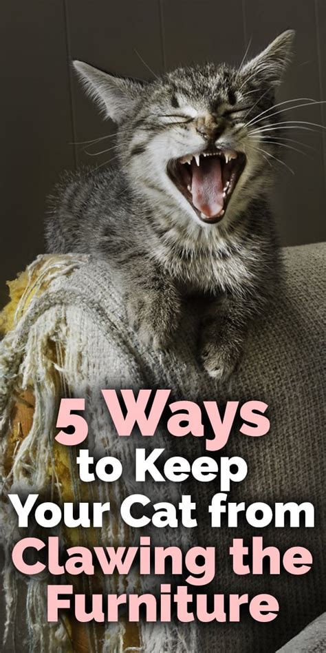 Can you train a cat not to scratch what home remedy will keep cats from scratching furniture? 5 Ways to Keep Your Cat from Clawing the Furniture - The ...