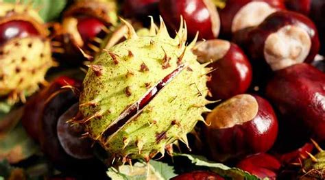 Chestnut Trees Types Leaves Fruit American European And More