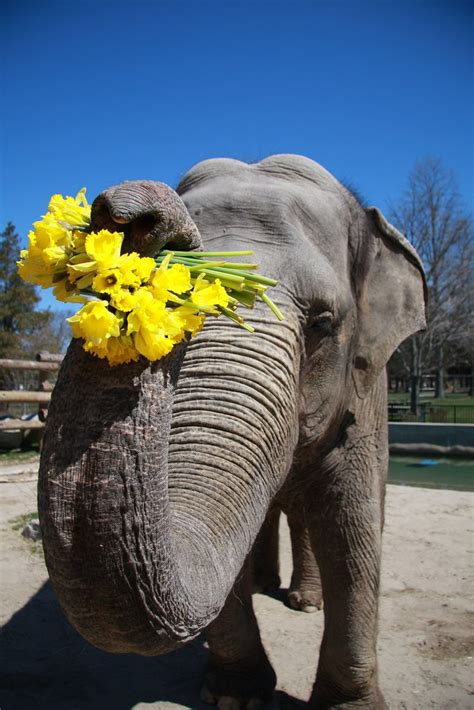 Emily At Buttonwood Park Zoo Spring Is In Full Swing At Bu Flickr