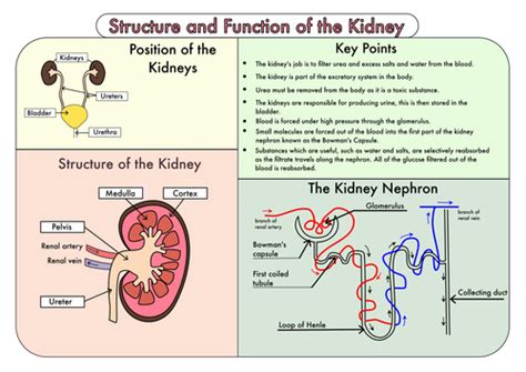 Colour Poster On The Structure And Function Of The Kidney By Beckystoke