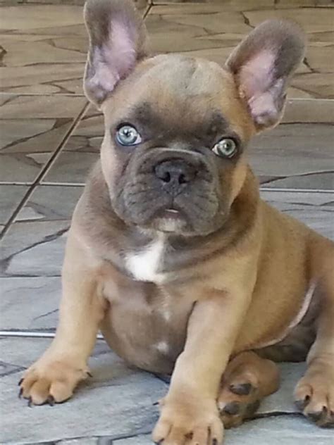 Top French Bulldog Blue Eyes In The World Don T Miss Out Bulldogs