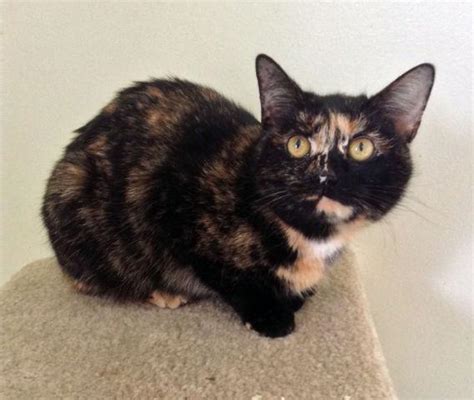Annie Adorable Tortoiseshell Torti Female Kitten For Adoption For