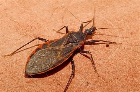 Deadly Kissing Bug Spreads In Usa Facts And Pictures