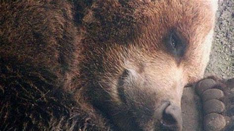 Почему медведь зимой сосет лапу и как проходит его сезонная спячка