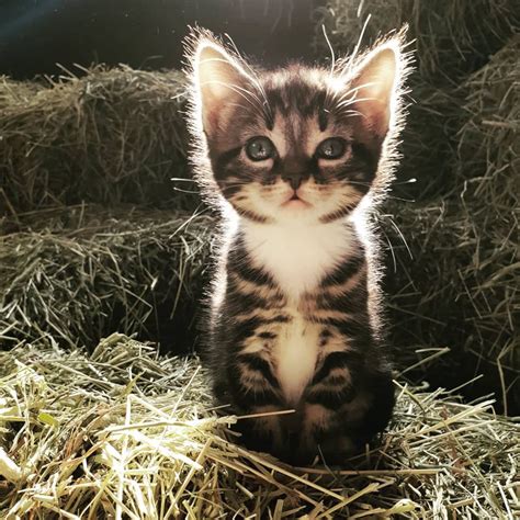 One Of 8 Kittens That Live In Our Barn Raww