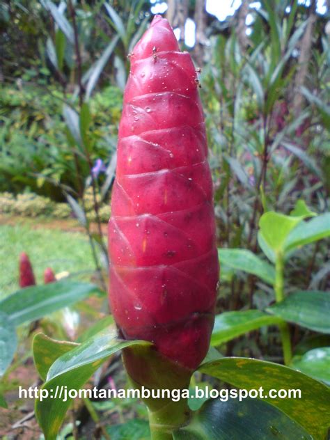 Bunga janda kaya or in english mean the rich widow flower is an extraordinary pretty flower that can be found in the malaysia or also in some of southeast asia country. Jom Tanam Bunga: Album Bunga
