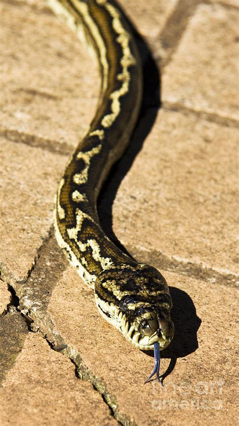Slithering Snake Photograph By Jorgo Photography