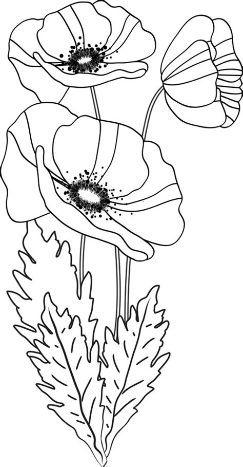Dès la cueillette si possible, brûler à l'aide d'un briquet l'extrémité de la tige coupée de manière à faire coaguler le suc. Coloriage Coquelicot Fleur dessin gratuit à imprimer