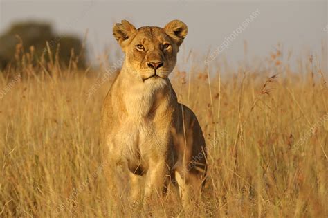 African Lion Female Hunting Masai Mara Kenya Stock Image F023