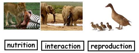 Check spelling or type a new query. Science and Physical Education: Unit 1: Living Things
