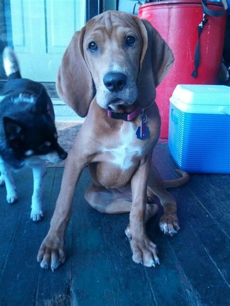 Lucille My 5 Month Redbonewalker Coonhound Coonhound Treeing Walker
