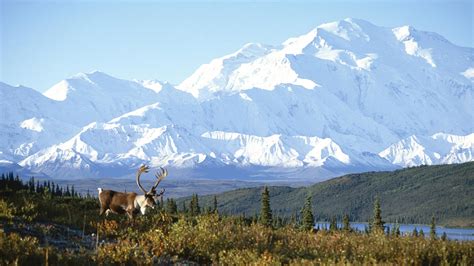 Caribou And Mount Mckinley Denali National Park Alaska 10 000 Fonds