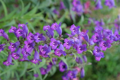 Imagen Gratis Flores Pequeñas De Color Púrpura