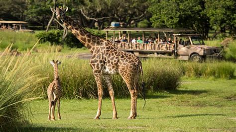 2 Month Old Masai Giraffe Calf Makes Debut At Disneys Animal Kingdom