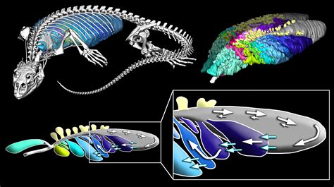 Lizard Has One Way Breathing Hints At How Dinosaurs Breathed