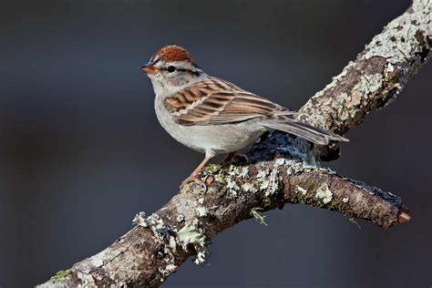 Chipping Sparrow Pictures Az Animals