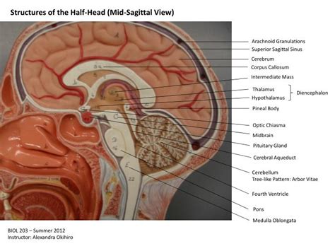 Structures Of The Half Head Mid Sagittal View Cranial Nerves