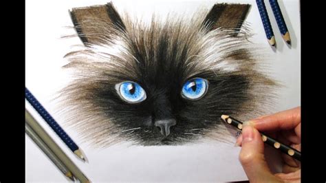 Drawing Cats Face In Colored Pencil Timelapse Youtube