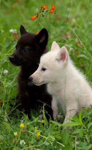 A neutral white wolf and a good white wolf. White and black wolf cubs ! | Animals wild, Baby wolves ...
