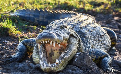 Teeth Crocodiles Animals Wallpapers Hd Desktop And Mobile Backgrounds