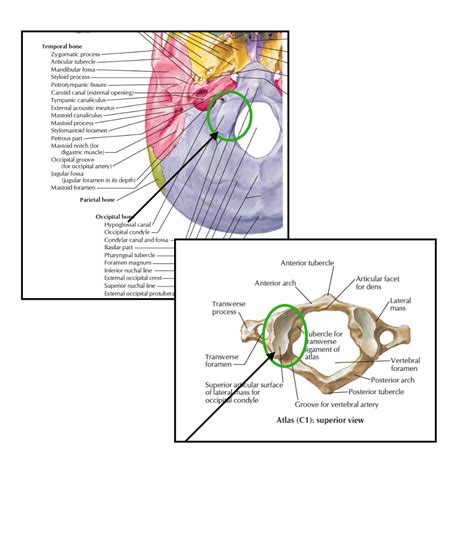 Head And Neck Anatomy Atlanto Occipital Joint