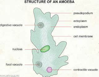 Euglena gracilis is a species of unicellular photosynthetic flagellate that inhibits aquatic ecosystems. Euglena, Ameba, and Paramecium - Let's Learn Science
