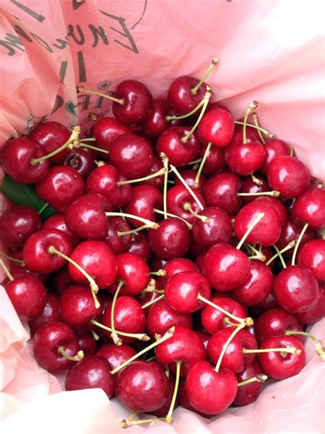 10 Cherry Farms To Visit In Victoria Melbourne By Ym