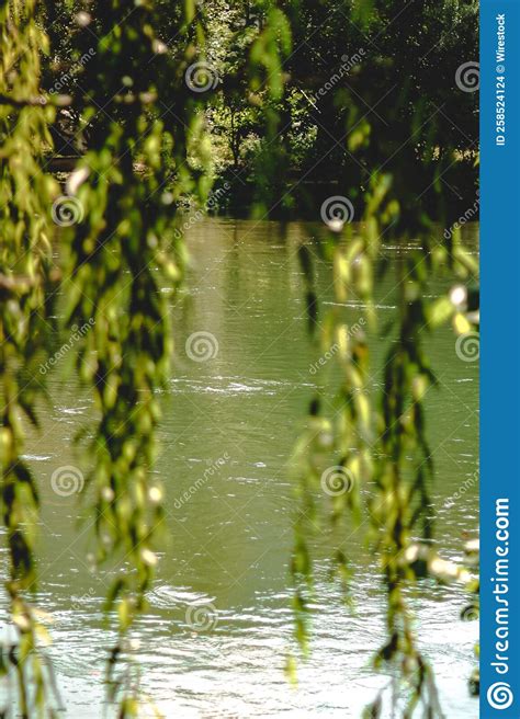 Vertical View Of The Leafy Branches Of A Weeping Willow Hanging Over