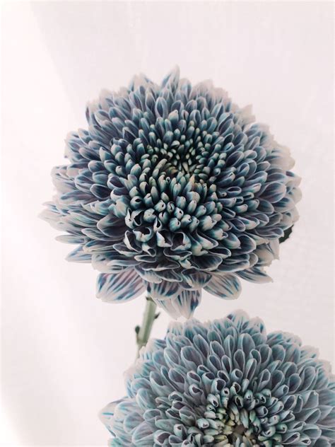 Dyed Blue Chrysanthemum Gompie Флористика Цветы Растения