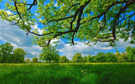 Meadow Summer Tree Surrounded By Greenery Grass Under Cloudy Sky Nature