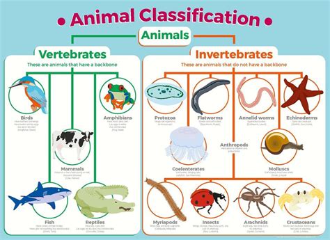 Classifying Animals | Science Quiz - Quizizz