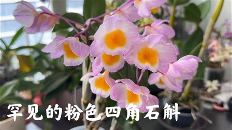 03 08 2023 My Blooming Dendrobium farmeri Pink 难得的粉色四角石斛开花了 YouTube