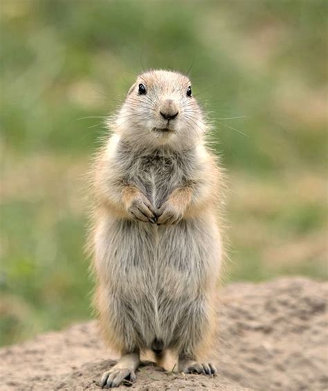 Prairie Dog Cute Rodent Information And Pictures Pets Planets