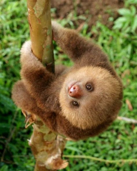 Baby Sloth Baby Sloth Cute Baby Animals Animals Beautiful
