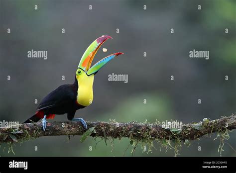 Keel Billed Toucan Ramphastos Sulfuratus Perching On A Branch And