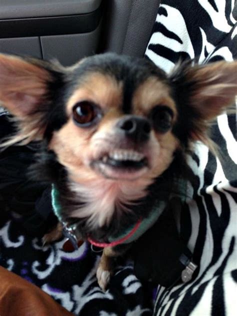 Smiling Chihuahua Chihuahua For Dallas Chihuahua Puppies