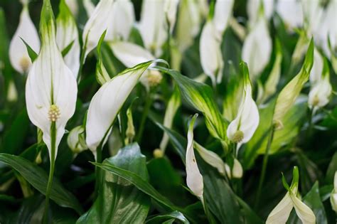 Peace Lily Flowers Turning Green How To Fix Green Peace Lily Blooms