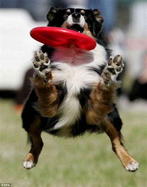 Scruffs Dog Show Bans Dog Frisbee Catching On Safety Grounds Daily