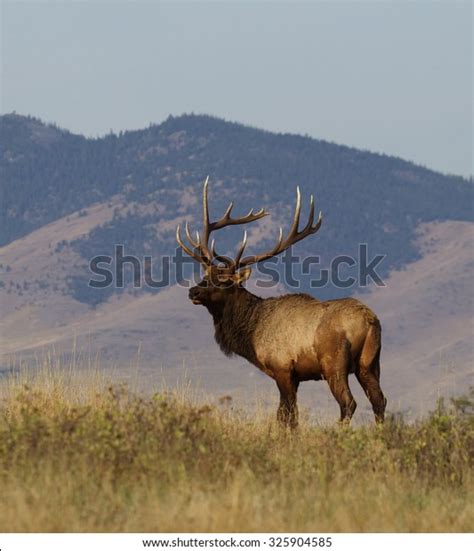 Large Bull Elk Standing On Prairie Stock Photo Edit Now 325904585