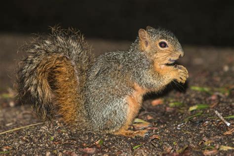 Eastern Fox Squirrels In Orange County Orange County Outdoors